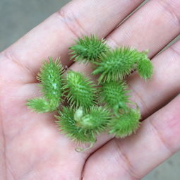 苍耳子治疗鼻炎方法