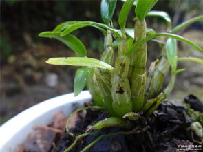 铁皮石斛种植方法