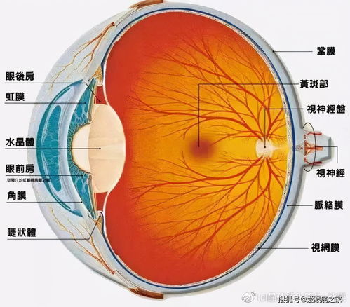 什么方法治疗眼底黄斑颈椎病头晕能吃血府逐瘀胶囊吗?