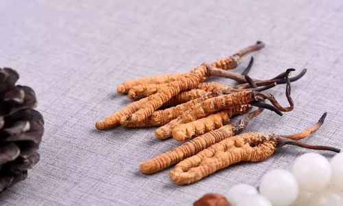 冬虫夏草的功效与作用及食用方法虫草可以直接泡水喝吗