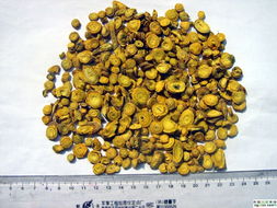 刺黄芩是什么样子的图片