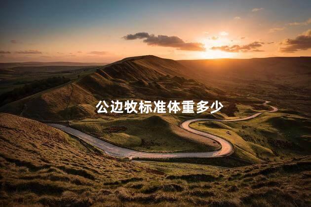 公边牧标准体重多少