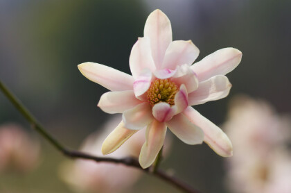 玉兰花是什么颜色的
