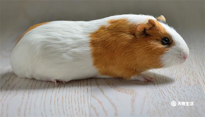 荷兰猪吃什么