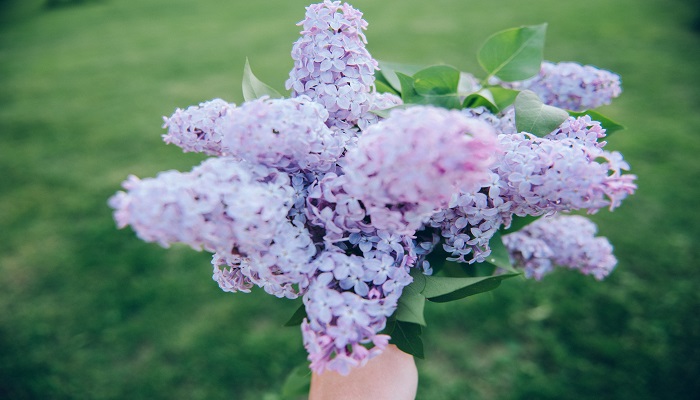丁香花花语