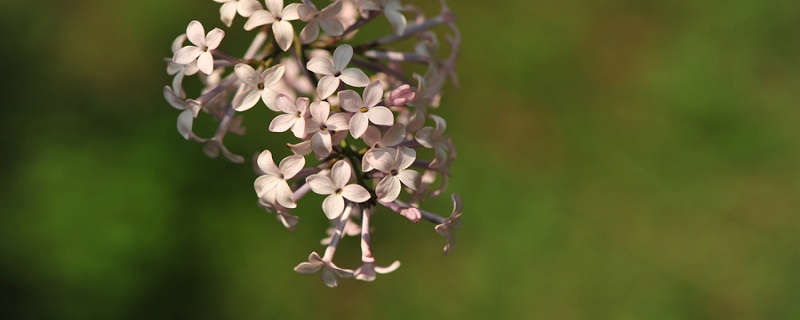 丁香花花语