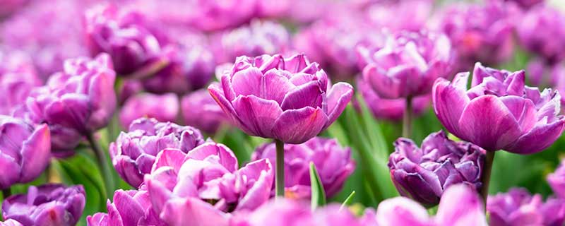 紫色郁金香花语