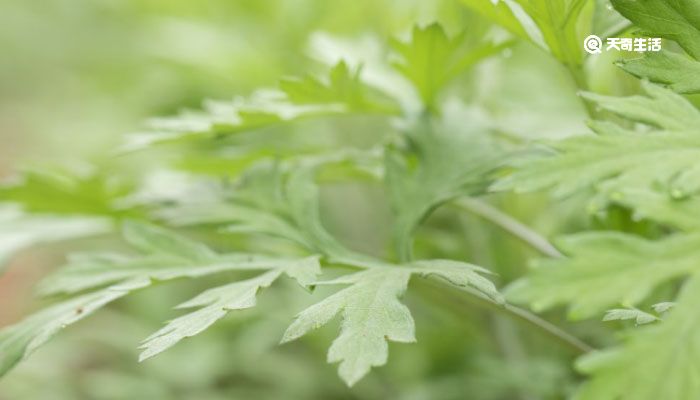 艾草青团的做法