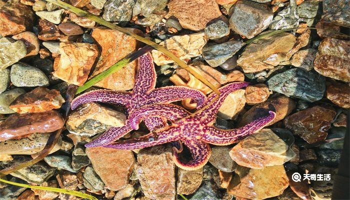 海星可以吃吗